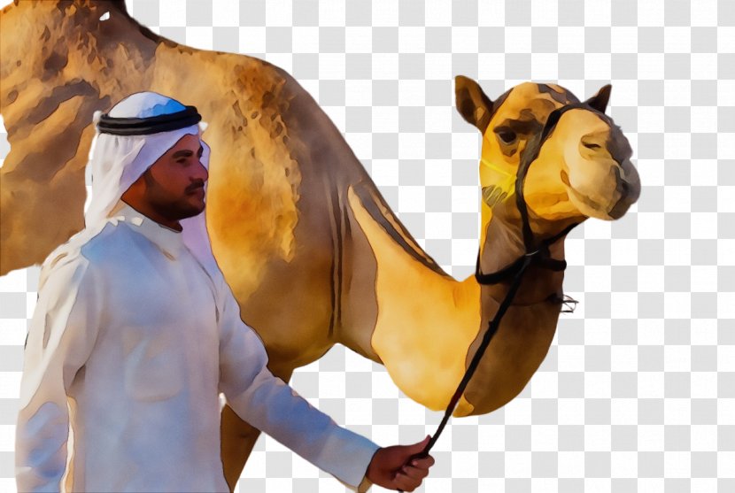 Dromedary Horse Stock Photography Image Saudi Arabia - Smile - Camel Train Transparent PNG