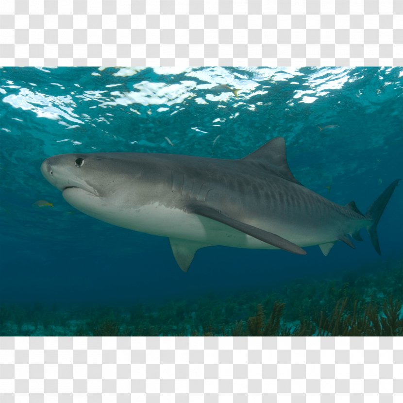 Tiger Shark Great White Lamnidae Requiem Sharks - Biology Transparent PNG