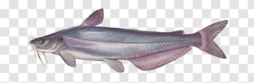 Blue Catfish Channel Common Carp Fishing - Bait Transparent PNG