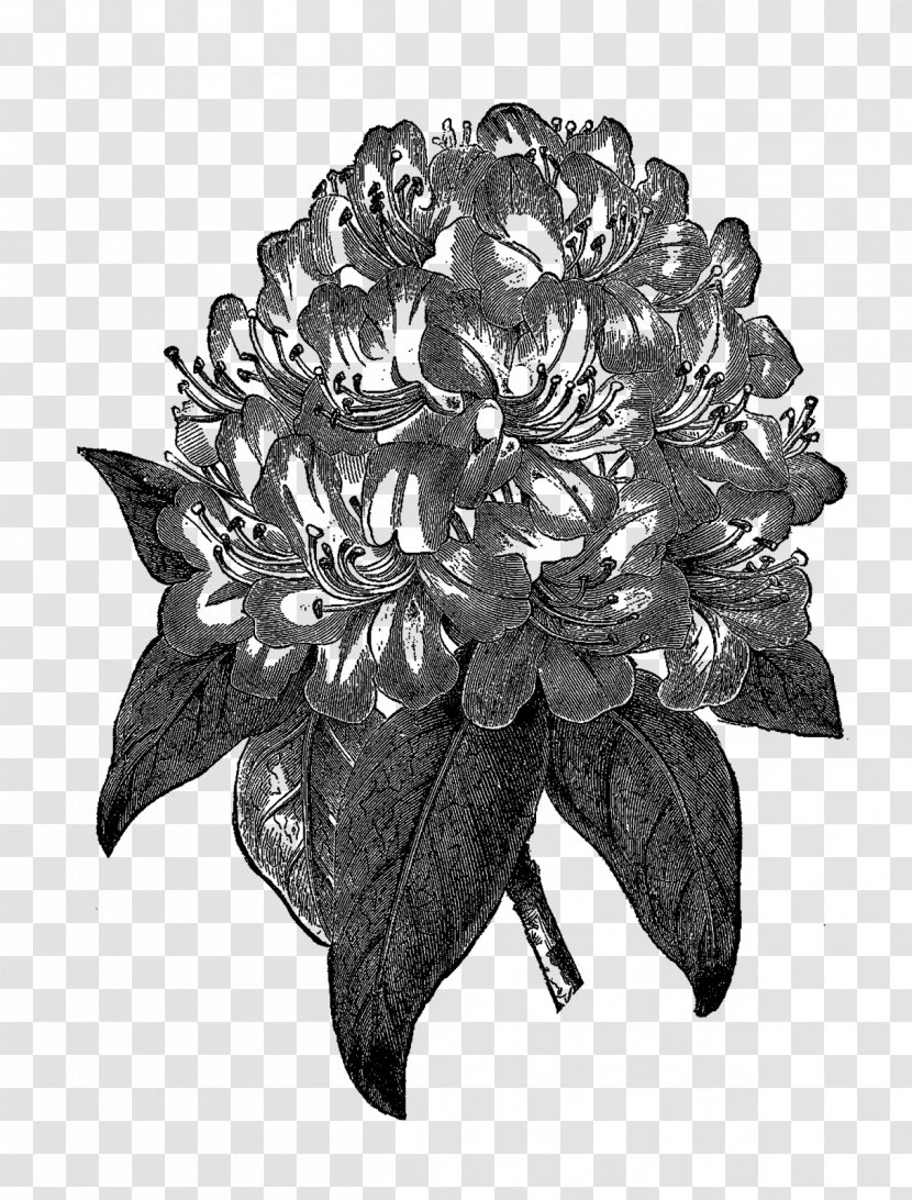 Rhododendron Drawing Botany Clip Art - Flora - Botanical Flowers Transparent PNG