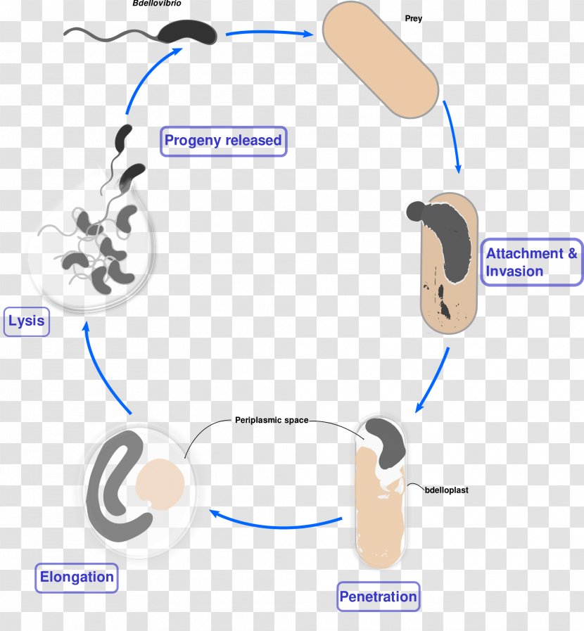 Bdellovibrio Gram-negative Bacteria Biological Life Cycle Bacterial Cell Structure - Diagram - Headphones Transparent PNG