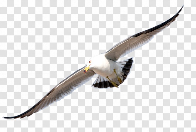 Bird Gulls Clip Art - Fauna Transparent PNG
