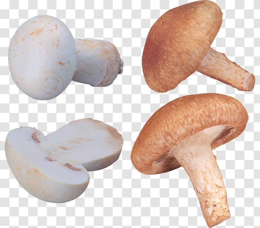 Common Mushroom Fungus Edible Transparent PNG