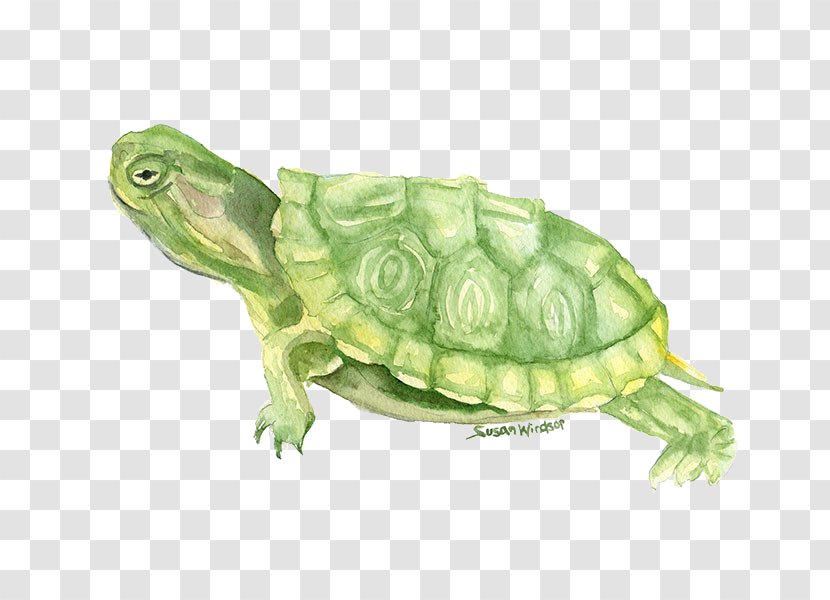 Turtle Watercolor Painting Drawing - Tortoise - Painted Transparent PNG