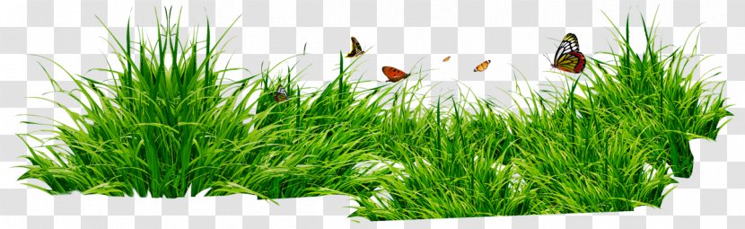Lawn Desktop Wallpaper Clip Art - Herb - трава Transparent PNG