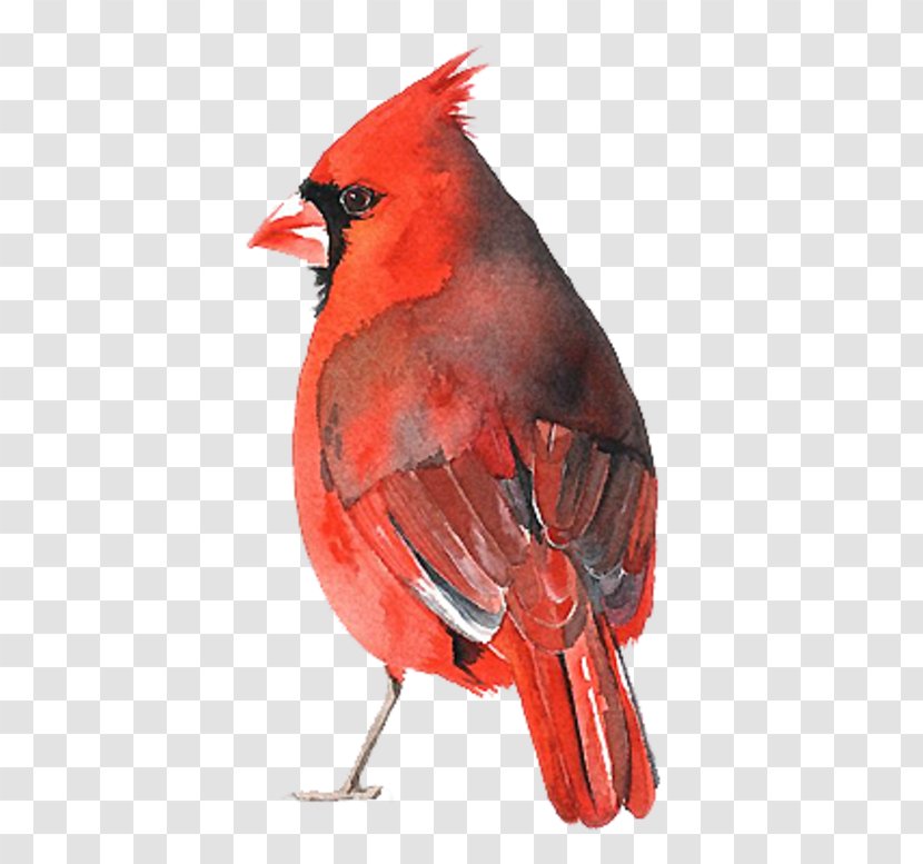 Arizona Cardinals St. Louis Northern Cardinal Watercolor Painting - Galliformes Transparent PNG