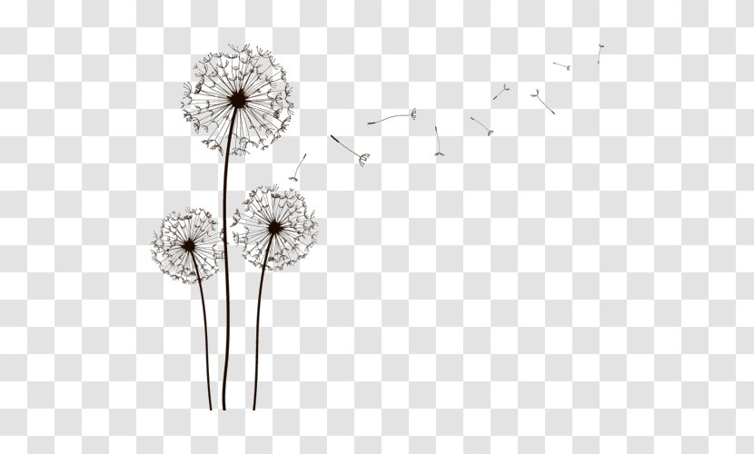 Drawing Dandelion Art Sketch - Black And White Transparent PNG