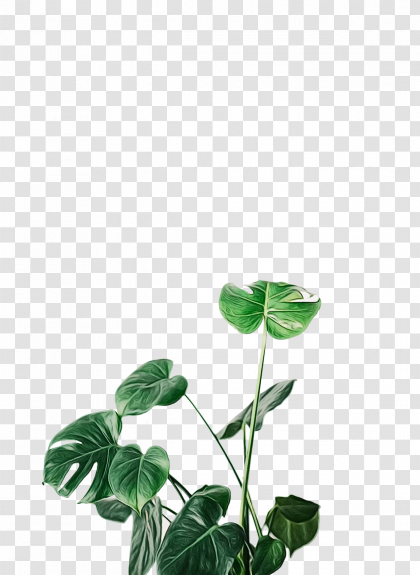 Leaf Plant Stem Herb Plants Science Transparent PNG