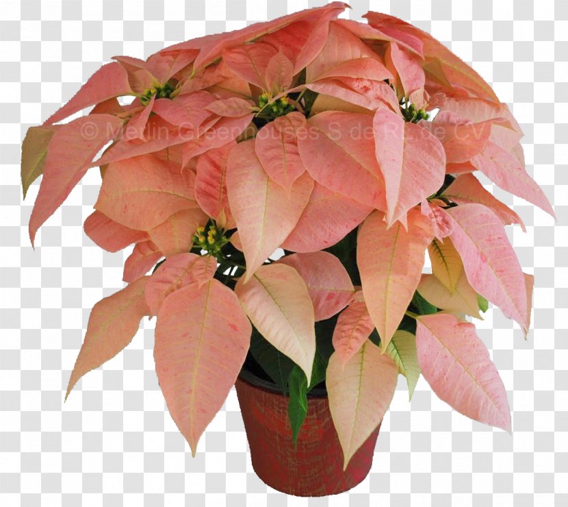Cut Flowers Poinsettia Plant Floristry - Flower Bouquet - Flor Transparent PNG