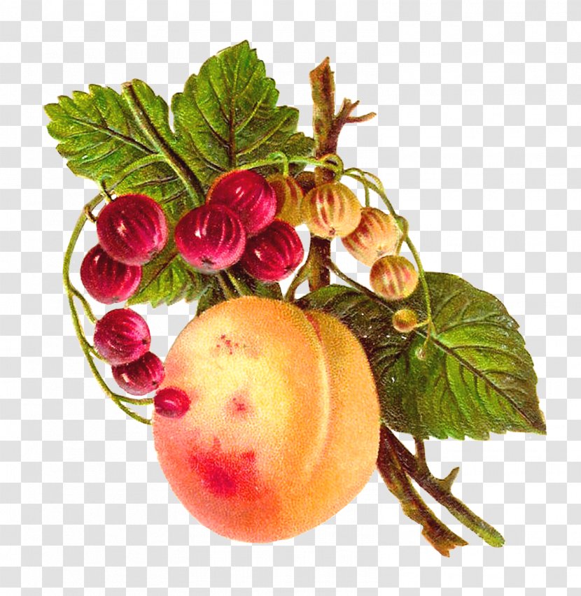 Food Fruit Peach Apple Clip Art - Natural Foods - Botanical Transparent PNG