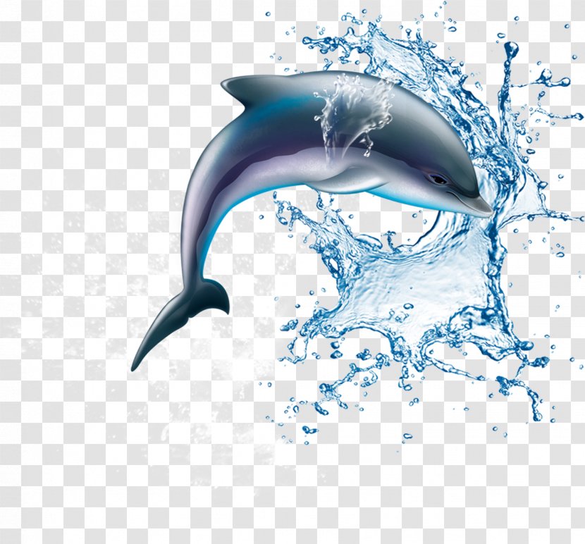 Common Bottlenose Dolphin Wholphin Wine Tucuxi - Illustration Transparent PNG