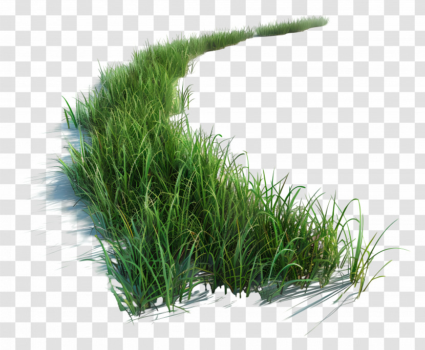 Grass Long - Lush Green Grass Pathway In Nature Transparent PNG