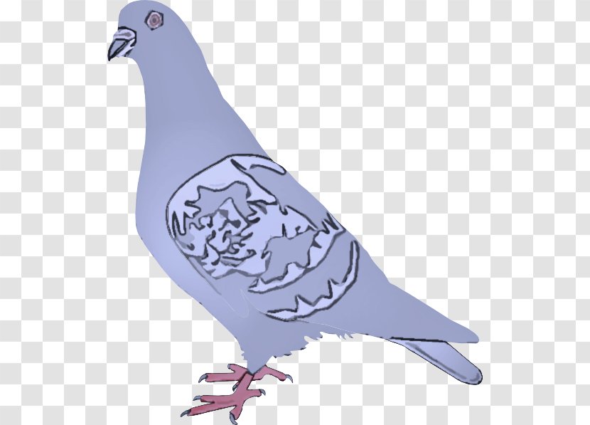 Bird Rock Dove Stock Pigeons And Doves Beak Transparent PNG