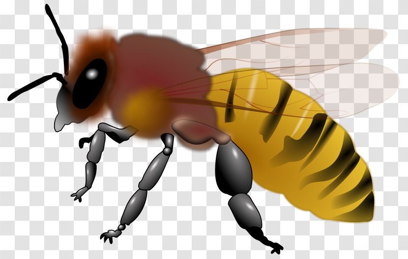 Honey Bee Insect Clip Art - Pollinator - Bees Vector Transparent PNG