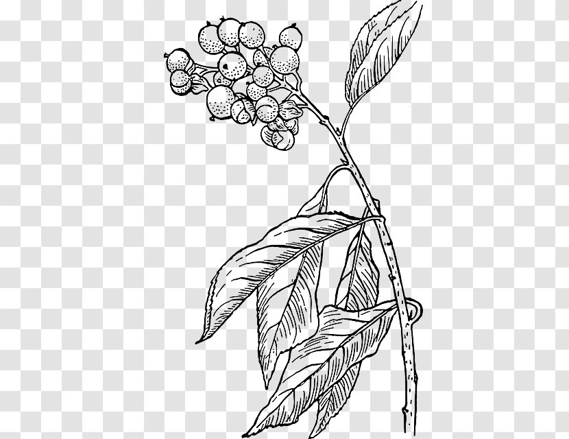 Berry Clip Art - Celastrus - Plant Stem Transparent PNG