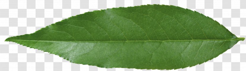 Plant Leaf - Green Leaves Transparent PNG