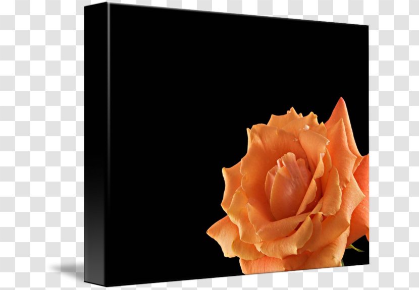 Rose Imagekind Orange Art Poster - Petal Transparent PNG