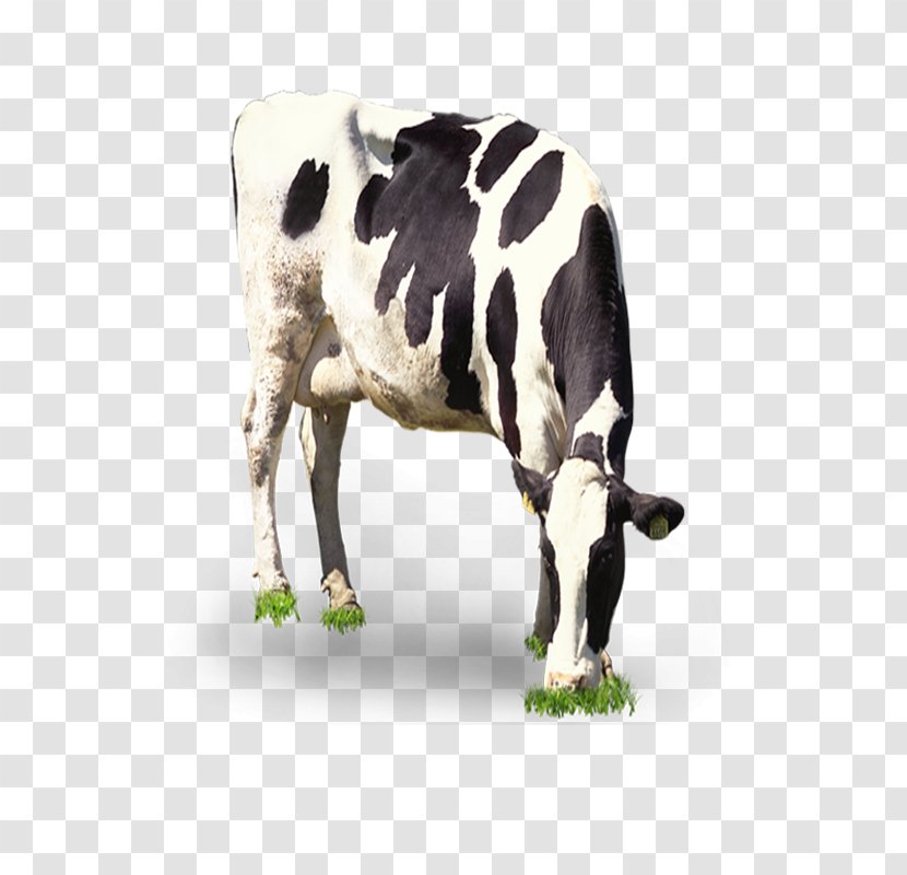 Dairy Cattle Milk Grazing - Cow Transparent PNG