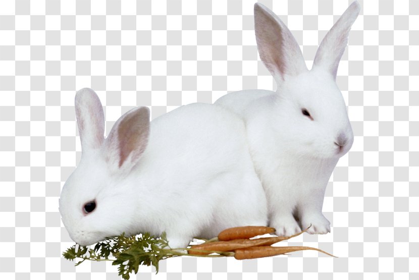 Hare European Rabbit Easter Bunny - Rabits And Hares Transparent PNG