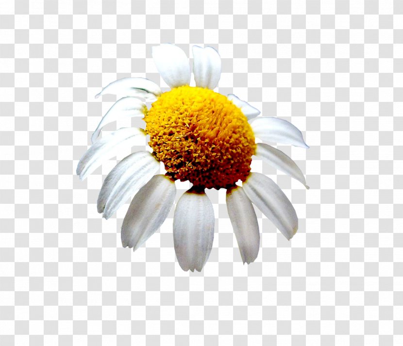 Cut Flowers Email Oxeye Daisy Petal - 2012 - Flower Transparent PNG