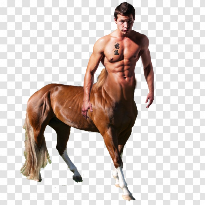 Horse Centaur Human Body Equestrian Head Transparent PNG