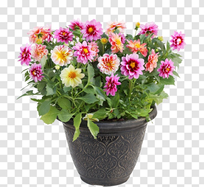 Flowerpot Dahlia Royalty-free Stock Photography - Chrysanths - Bougainvillea Transparent PNG