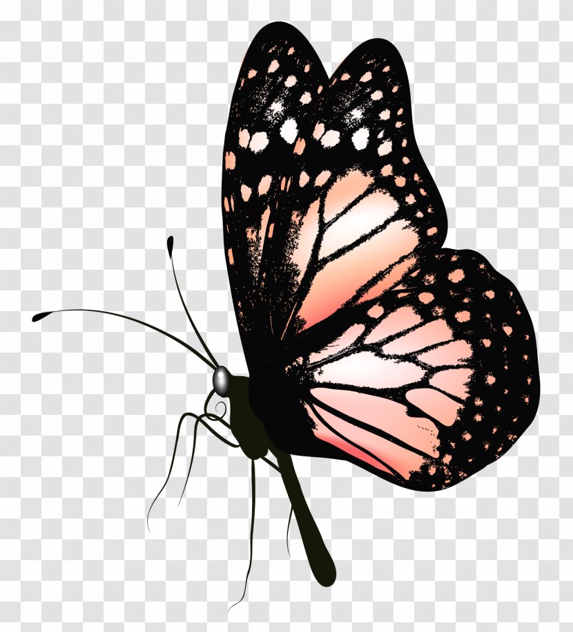 Butterfly Clip Art - Drawing - Picture Clipart Transparent PNG