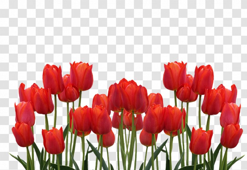 Foundation Tulip Route Dronten Flower - Red Transparent PNG
