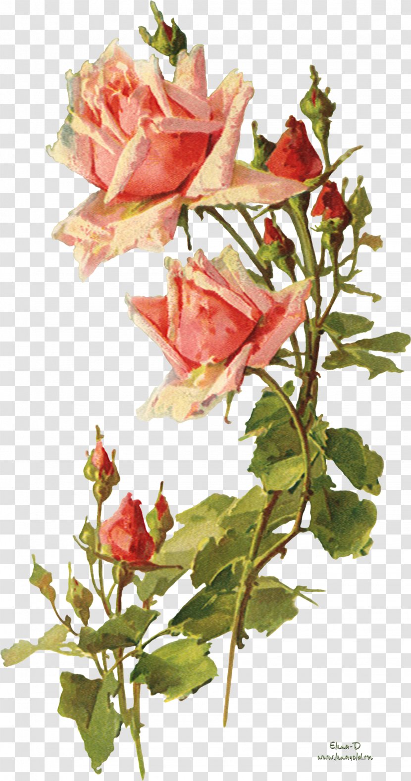 Garden Roses Flower Vintage Clothing Clip Art - Decoupage - Watercolor Leaves Transparent PNG