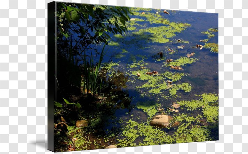 Biome Wetland Pond Vegetation Landscape - Ecosystem - Mother Nature Transparent PNG