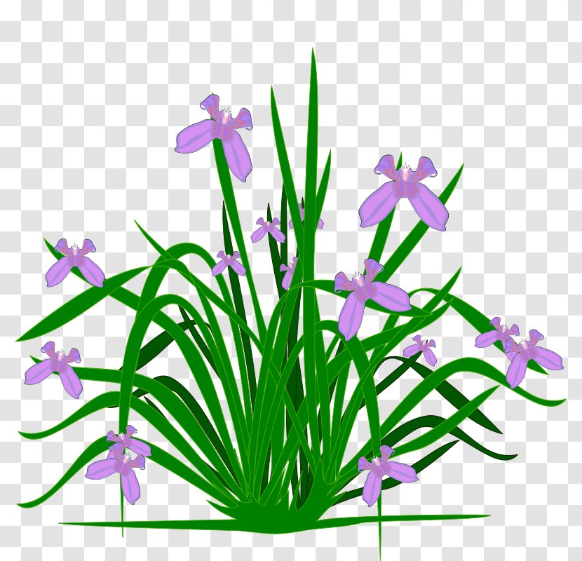 Flowering Plant Clip Art - Common Daisy - Iris Cliparts Transparent PNG