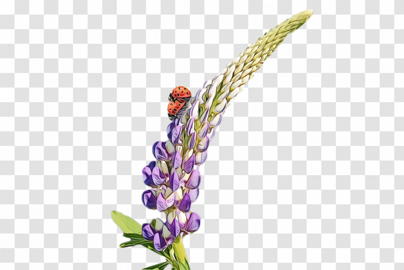 Lavender Transparent PNG