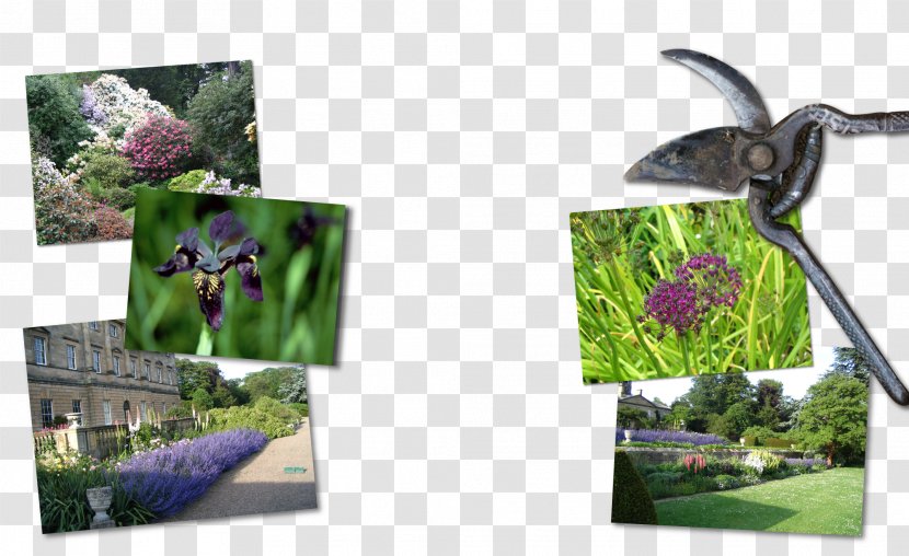 Plant Plastic Pollinator Tree Purple - Flora - Rockery Transparent PNG