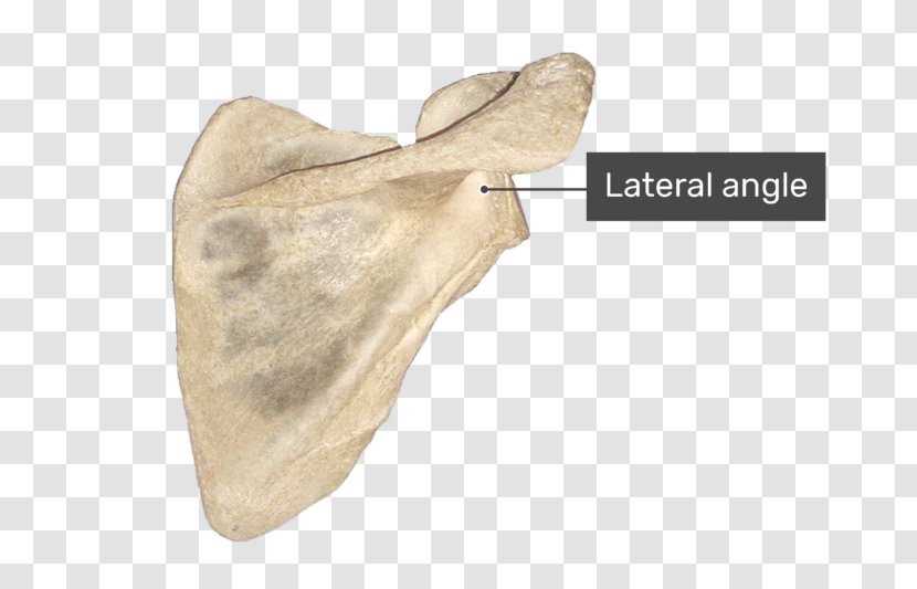 Spine Of Scapula Supraspinatous Fossa Infraspinatous Infraglenoid Tubercle - Medial Border Transparent PNG