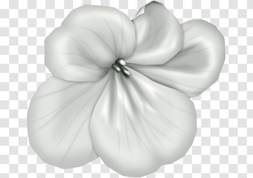 Petal White Mallows Cut Flowers - Flower - Plant Transparent PNG