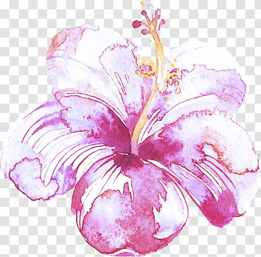 Hibiscus Pink Hawaiian Hibiscus Flower Petal Transparent PNG