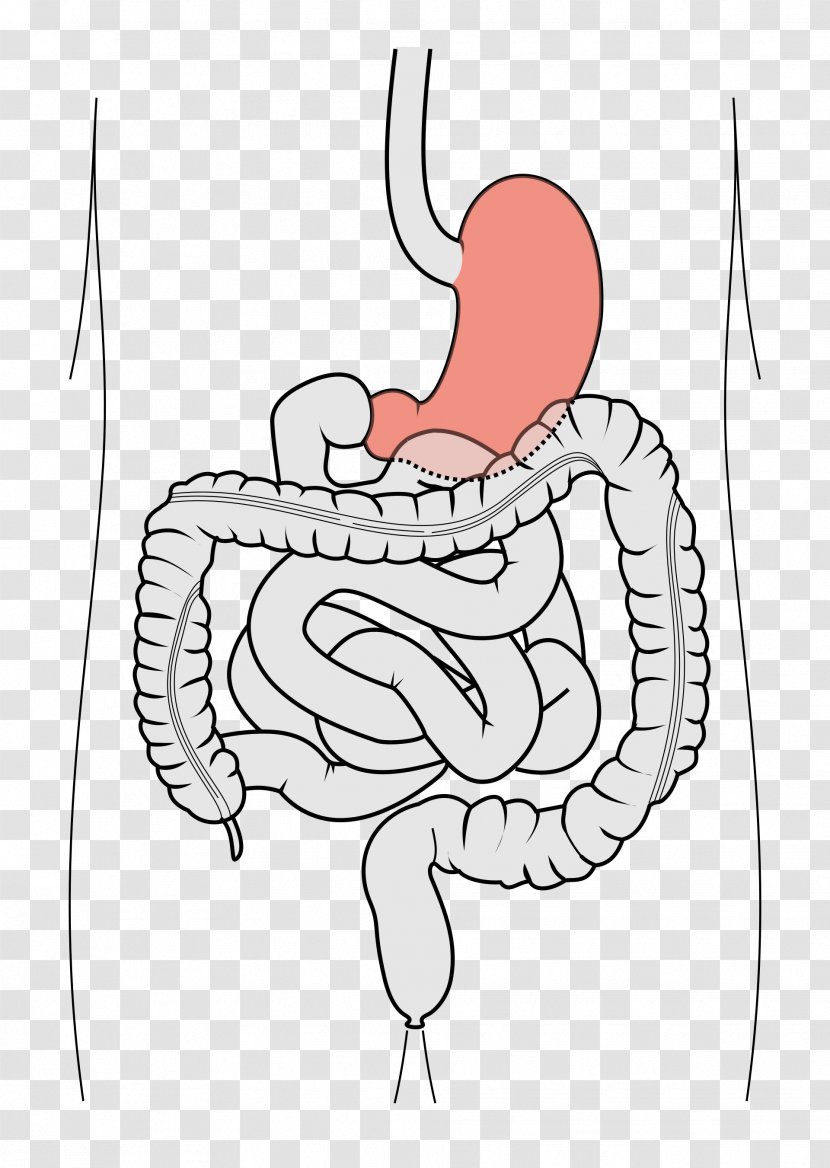 Duodenum Finger Appendix Gastrointestinal Tract Small Intestine - Cartoon - Watercolor Transparent PNG