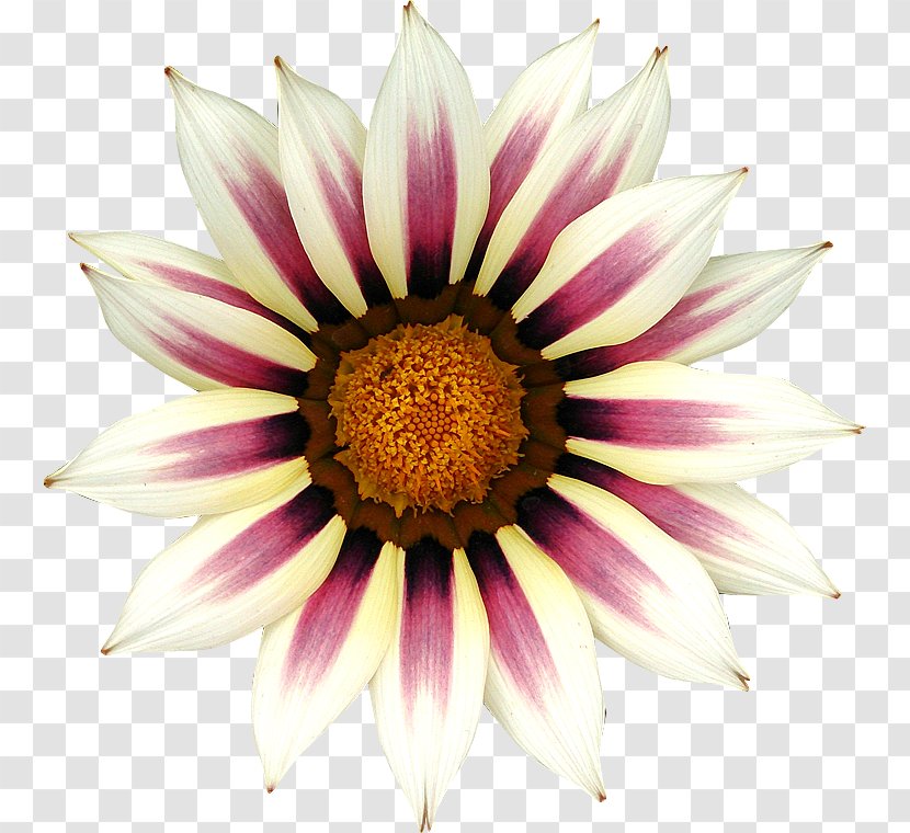 Royalty-free Flower Photography - Dahlia Transparent PNG