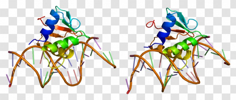 SPI1 Transcription Factor Gene Protein - Cartoon - Tree Transparent PNG
