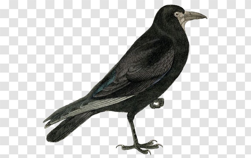 Rook Common Raven Bird Clip Art - Halloween - Crow Transparent PNG