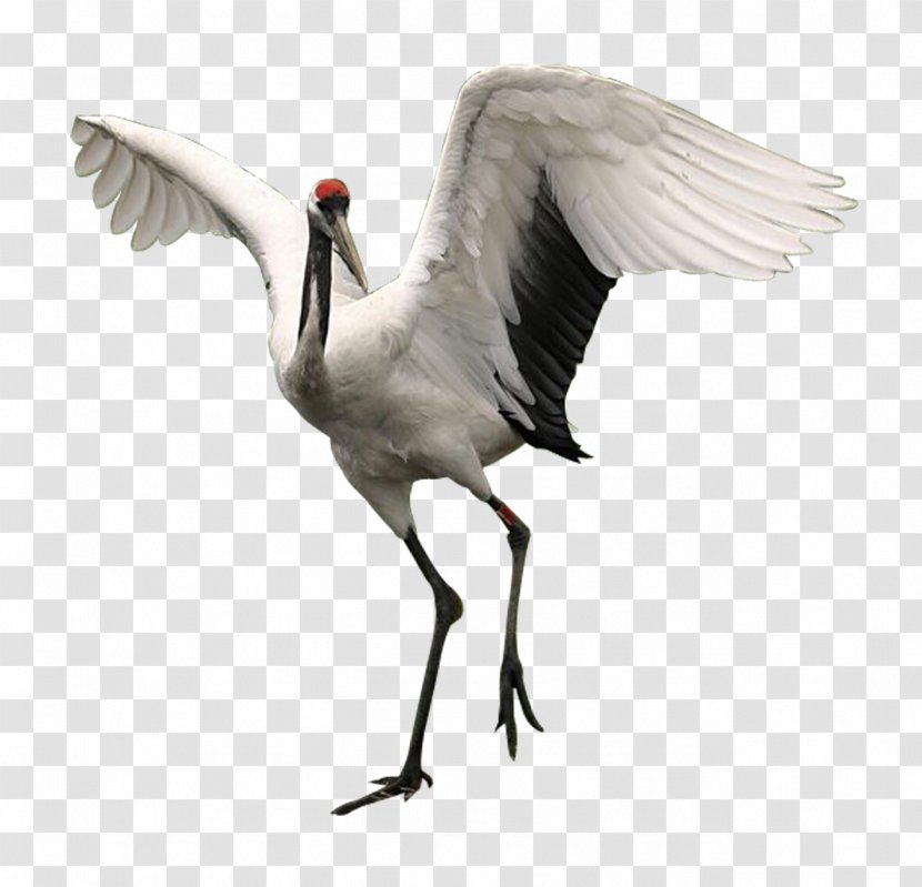 Red-crowned Crane Bird Orizuru - Like - Material Free To Pull Transparent PNG