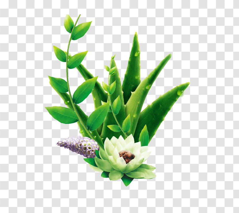Aloe Vera Advertising Cosmetics Skin Care - Flowering Plant Transparent PNG