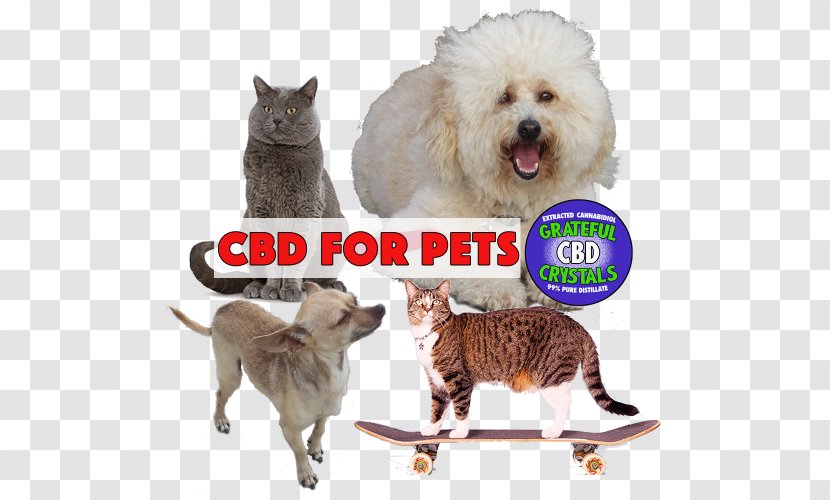 Cat Dog Breed Cannabidiol Cannabinoid - Like Mammal Transparent PNG