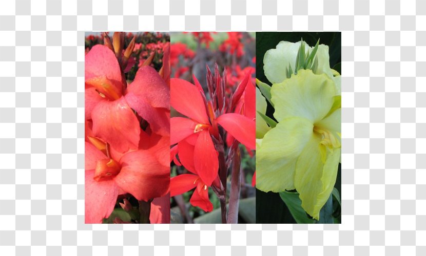 Canna Indian Shot Begonia Annual Plant Herbaceous - Family - Flower Transparent PNG