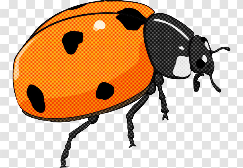 Ladybug Transparent PNG