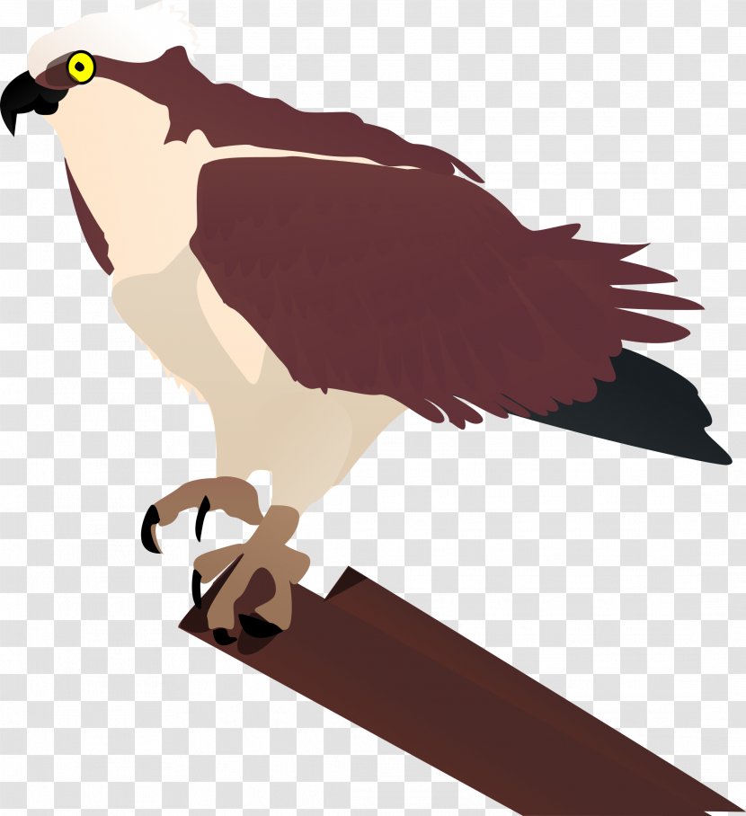 Seahawk Bird Clip Art - Beak - Flying Transparent PNG