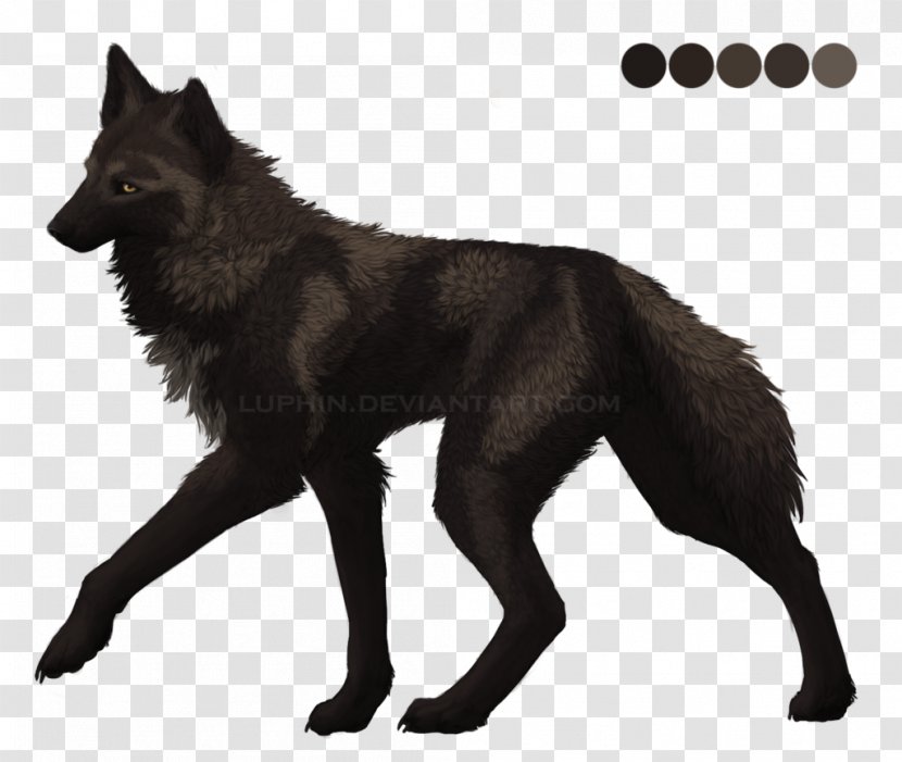 Kunming Wolfdog Tervuren Schipperke Dog Breed - Like Mammal - With Fur Hat Transparent PNG