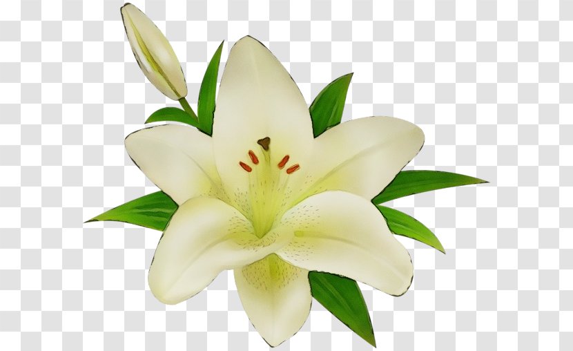 White Lily Flower - Cut Flowers - Daylily Transparent PNG