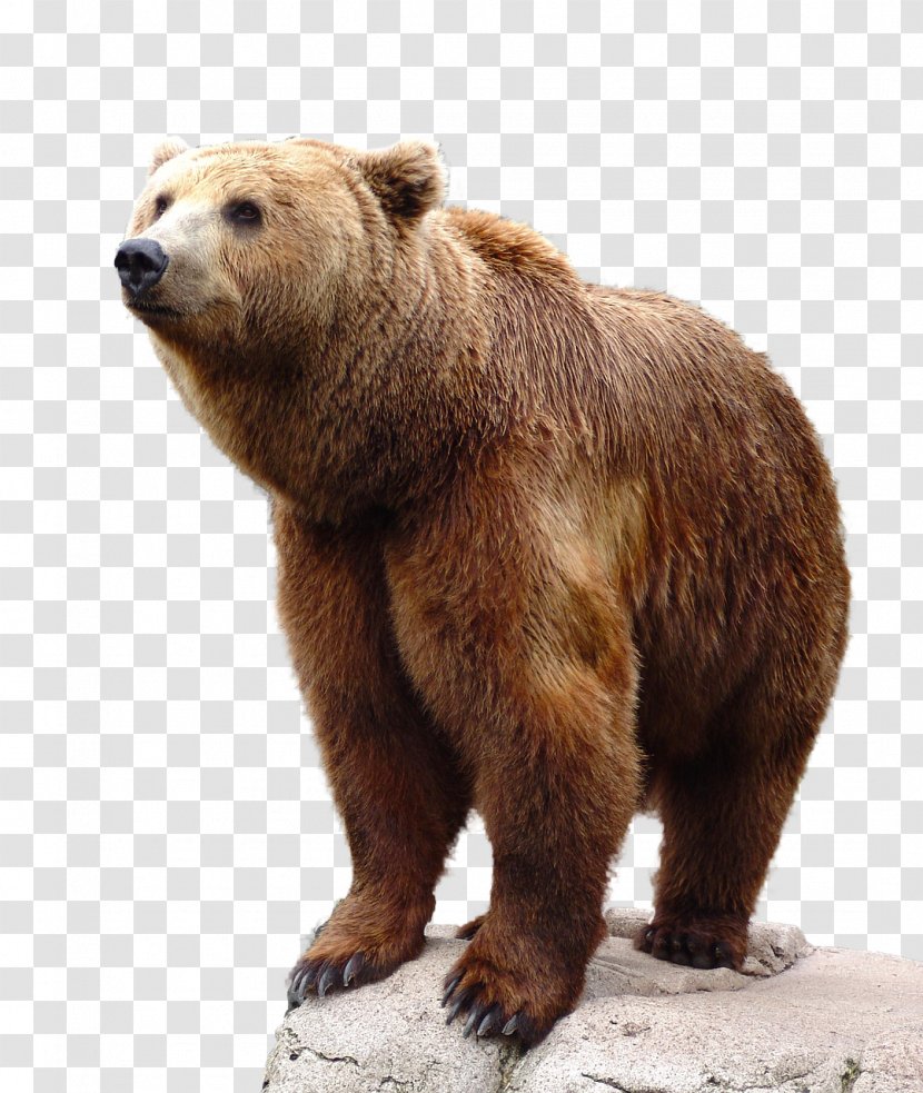 Brown Bear Grizzly - Cartoon Transparent PNG