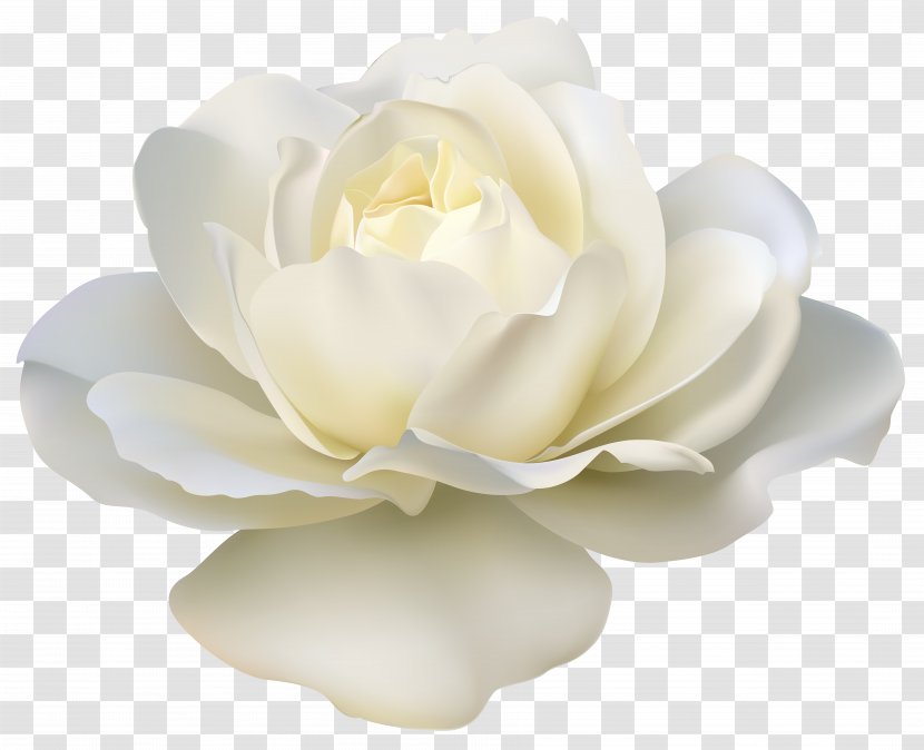 Rose White Clip Art - Plant - Beautiful Image Transparent PNG